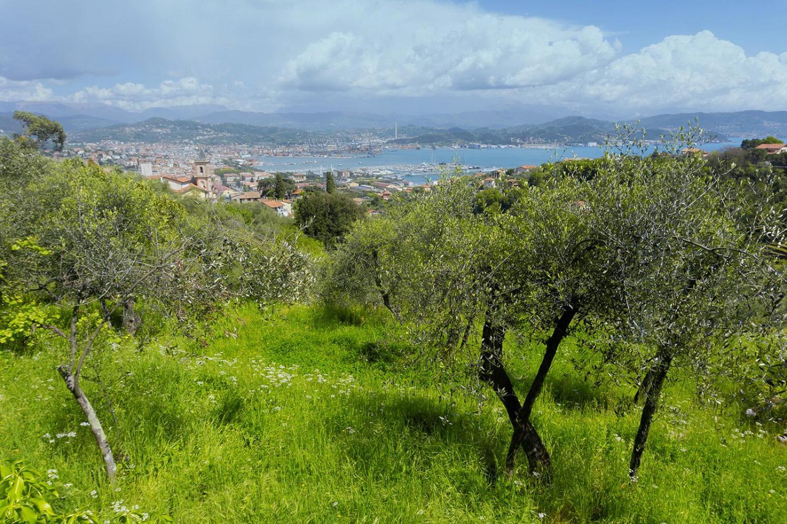 Gli Ulivi Sul Golfo E Le 5 Terre Apartman La Spezia Kültér fotó
